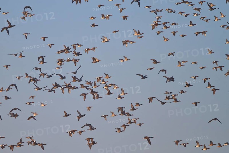 Eurasian Wigeon (Mareca penelope) flying, Netherlands