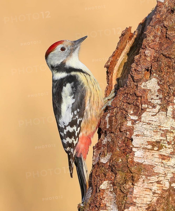 Middle spotted woodpecker (Dendrocopos medius), on a birch tree, wildlife, woodpeckers, bird, nature photography, light background, snow, Neunkirchen, Siegerland, North Rhine-Westphalia, Germany