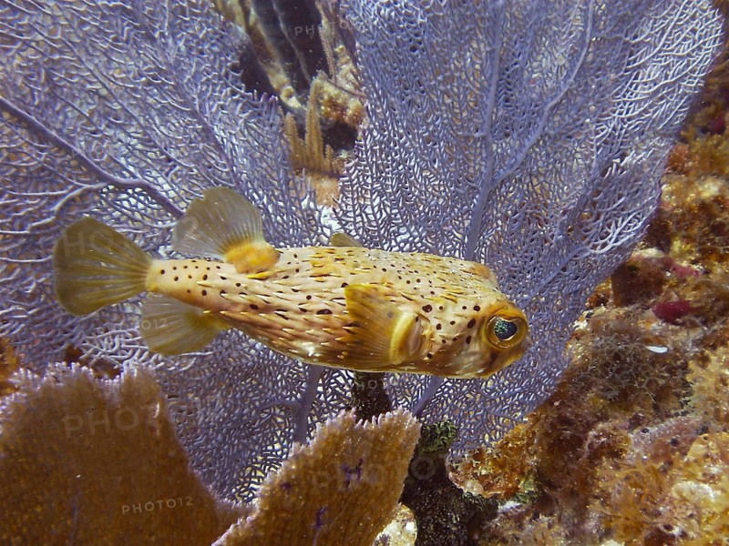 A brown spotted hogfish (Diodon holocanthus) swimming in front of a purple Venus fan (Gorgonia ventalina), dive site John Pennekamp Coral Reef State Park, Key Largo, Florida Keys, Florida, USA