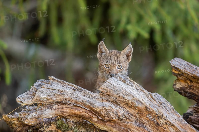 One young (10 weeks old) male Eurasian lynx, (Lynx lynx), hiding in a rotten tree