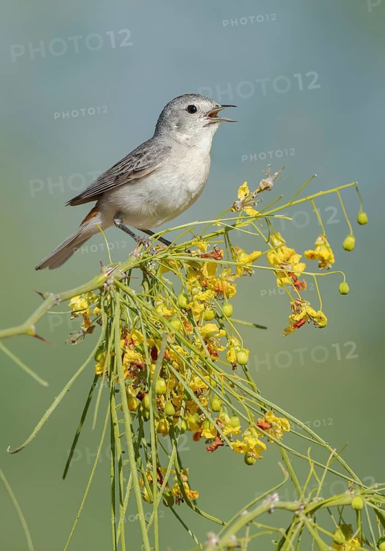 Lucy's Warbler (Leiothlypis luciae) singing, perched on a flowering branch, Arizona, USA