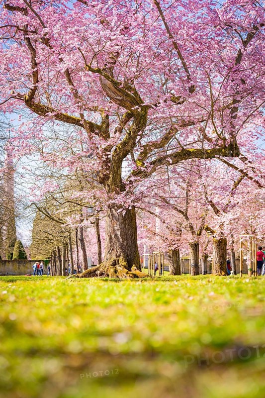 Majestic cherry tree with pink blossoms spreads out in spring, cherry blossom garden, Schwetzingen Palace, Germany