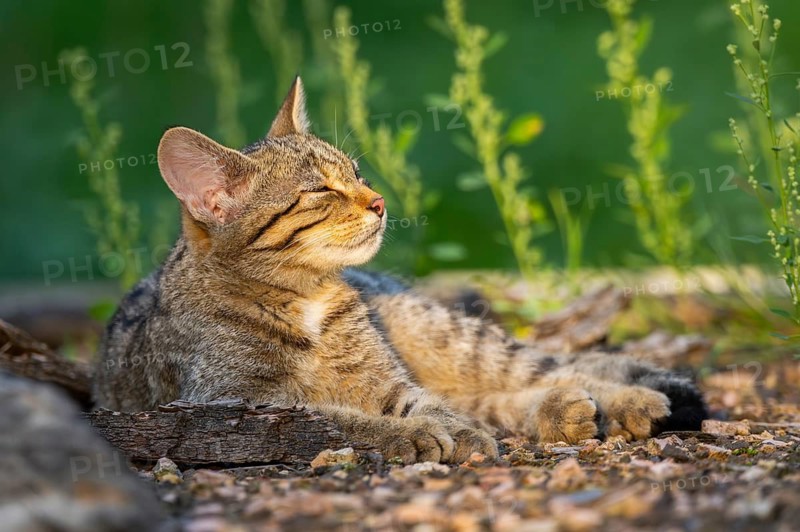European wildcat (Felis silvestris silvestris) lying on the ground, Hesse, Germany