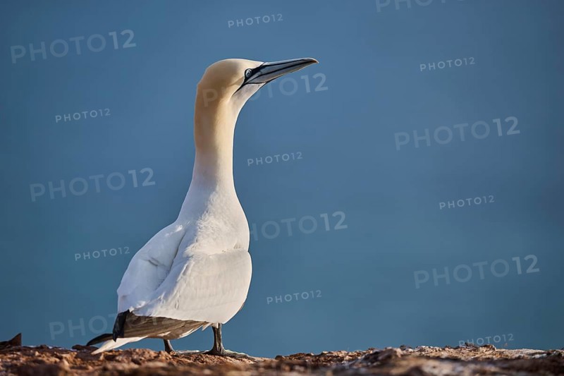 Northern gannet (Morus bassanus) standing on the cliff with the sea in the background, wildlife, Helgoland, Germany