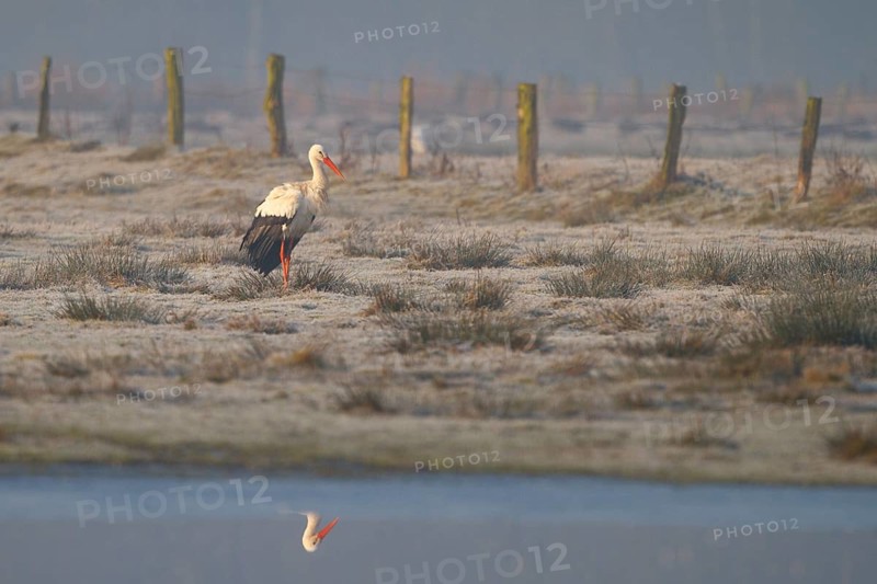 White Stork (Ciconia ciconia), North Rhine-Westphalia, Germany