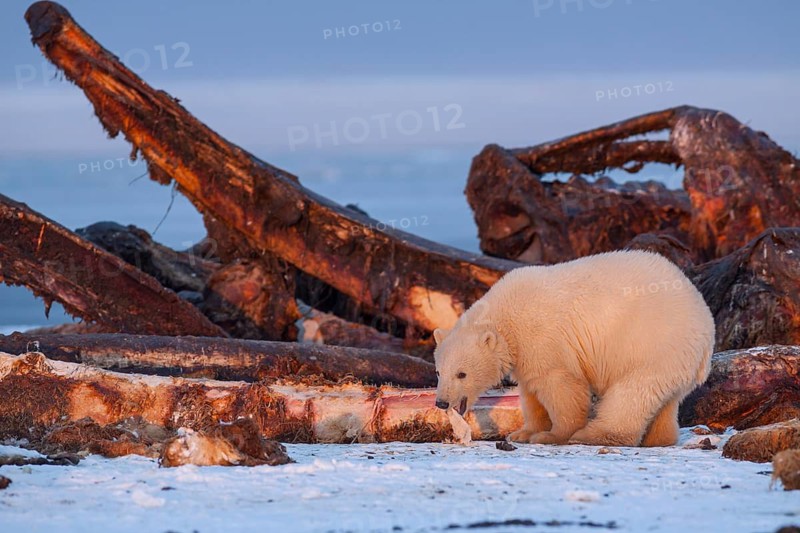 Polar bear (Ursus maritimus), standing in the snow in front of whale bones, evening light, pack ice, Kaktovik, Arctic National Wildlife Refuge, Alaska, USA