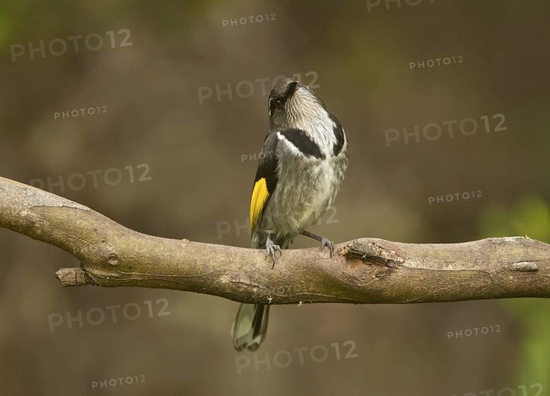 Crescent Honeyeater (Phylidonyris pyrrhopterus), Tasmania, Australia