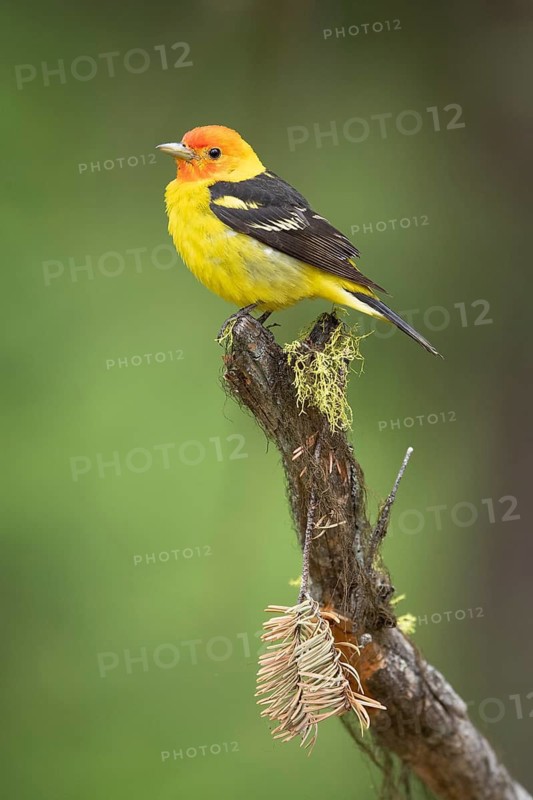 Western Tanager (Piranga ludoviciana) male perched on a branch, British Columbia, Canada