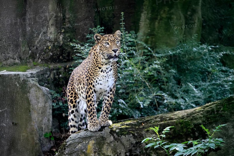 Sri Lanka Leopard (Panthera pardus kotiya), adult, on rocks, alert, Sri Lanka