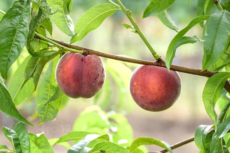Peach (Prunus persica 'Royal Gem'), Baum- und Rebschule Schreiber KG, Federal Republic of Germany