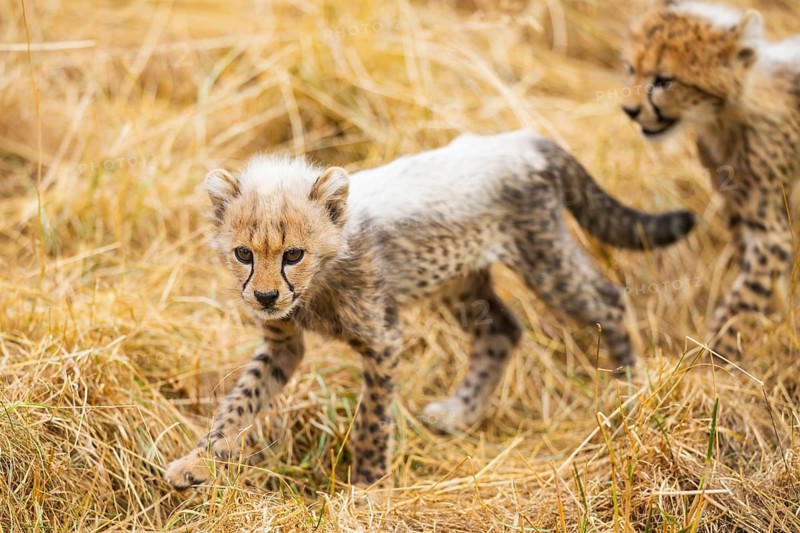 Cheetah (Acinonyx jubatus) youngster walking on a meadow, captive, occurrence Africa
