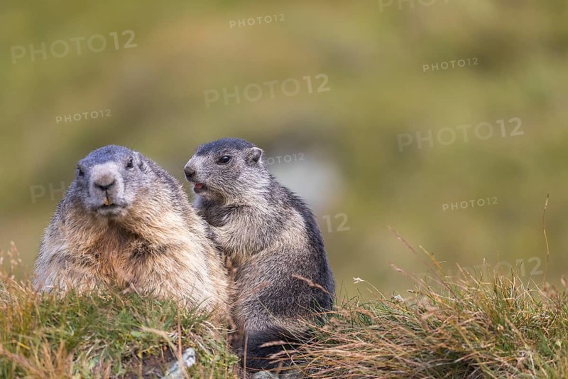 One adult Alpine Marmot, Marmota marmota, and one young marmot grooming each other. Green grass in the background. Grossglockner high alpine road, Hohe Tauern National Park