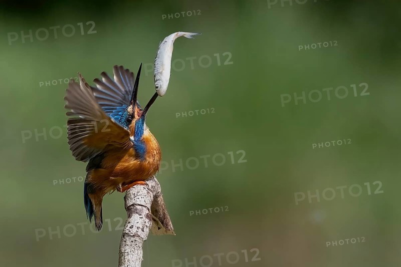 A kingfisher with open wings catches a fish in flight