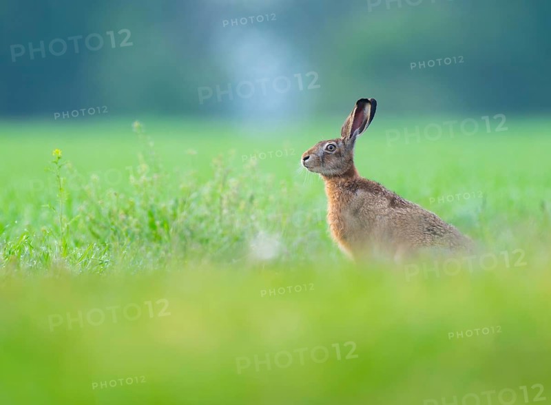 European hare (Lepus europaeus) sitting in a grain field, wildlife, Thuringia, Germany
