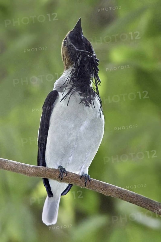 Bearded Bellbird (Procnias averano), Trinidad and Tobago