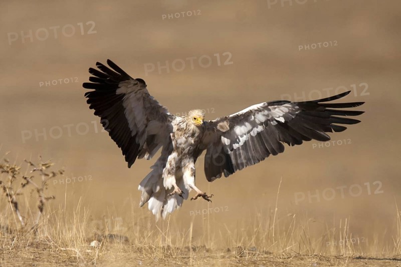 Egyptian Vulture (Neophron percnopterus) flying, Castile-La Mancha, Spain