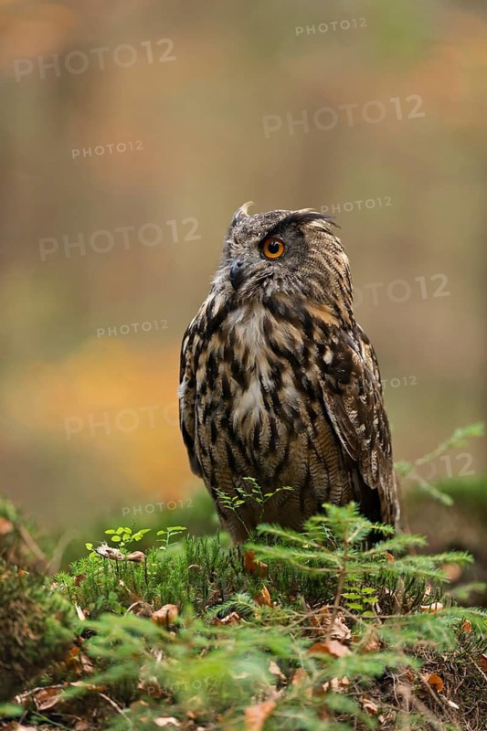 Eurasian Eagle-Owl (Bubo bubo) female perched on the ground, North Rhine-Westphalia, Germany