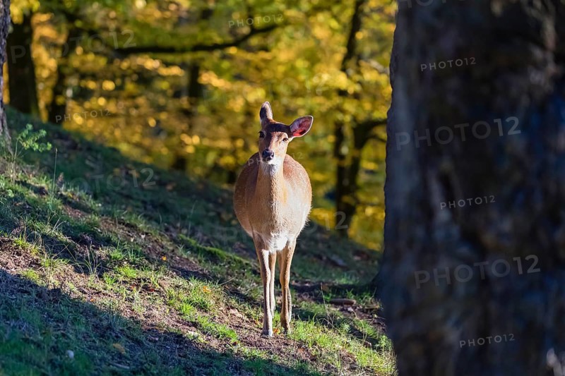 One female Manchurian sika deer or Dybowski's sika deer (Cervus nippon mantchuricus or Cervus nippon dybowskii) stands in an autumnal forest