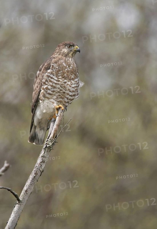 Broad-winged Hawk (Buteo platypterus), Ohio, USA