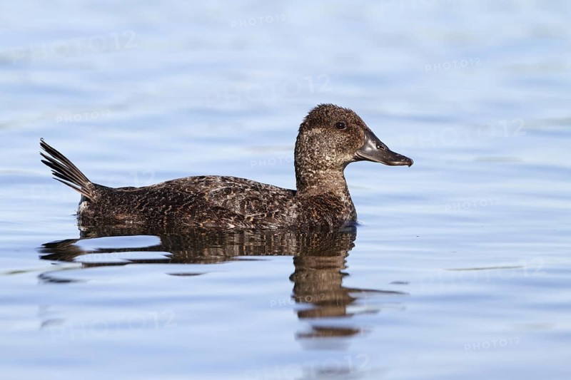 Blue-billed Duck (Oxyura australis) female, Australian Capital Territory, Australia