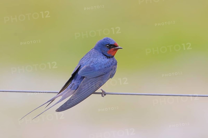 Barn Swallow (Hirundo rustica) sitting on a wire, wildlife, animals, birds, swallows, migratory bird, Ochsenmoor, Naturpark Dümmer See, Hüde Lower Saxony, Germany