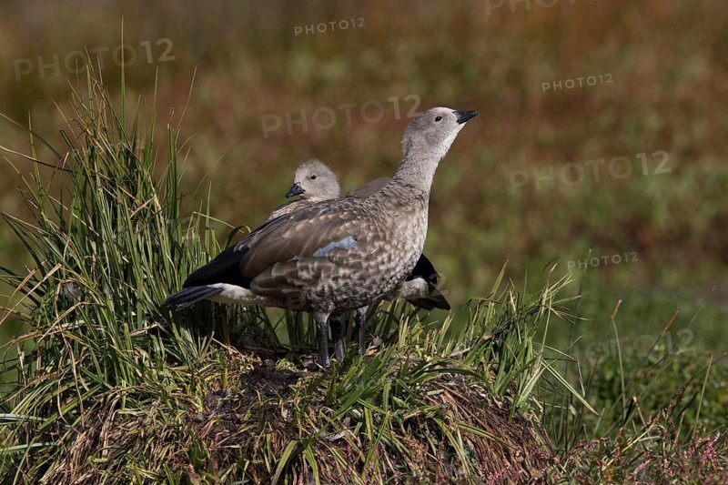 Blue-winged Goose (Cyanochen cyanoptera) pair, Bale Mountains National Park, Ethiopia