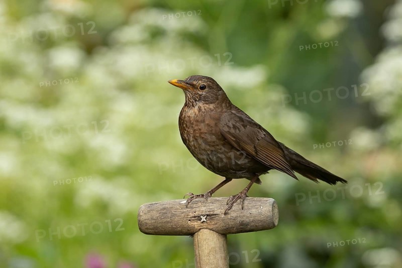 European blackbird (Turdus merula) adult female bird on a garden fork handle, England, United Kingdom