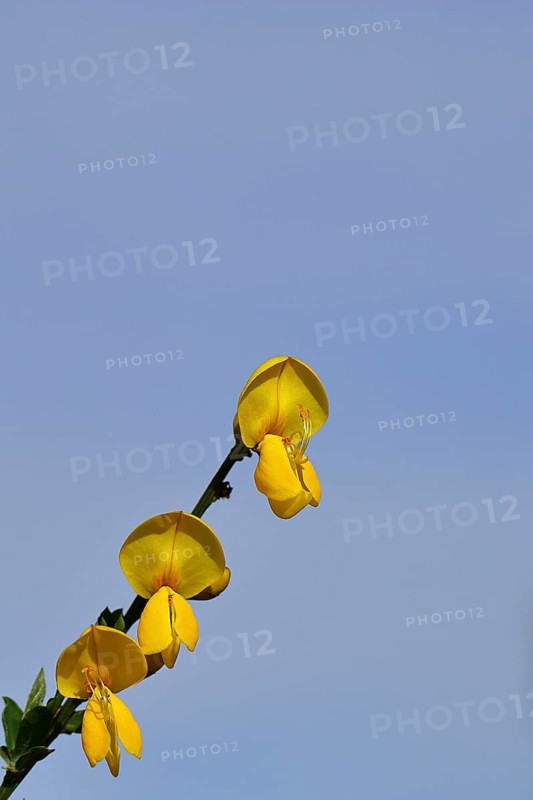Flower of broom, common broom (Cytisus scoparius), yellow flowers in front of a blue sky, Wilnsdorf, North Rhine-Westphalia, Germany
