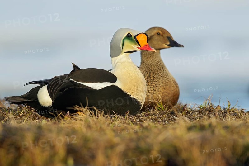 King Eider (Somateria spectabilis) feeding on a small pond on the tundra in Northern Alaska