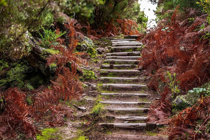 Wooden staircase leads through a forest full of ferns and moss, Madeira, Portugal