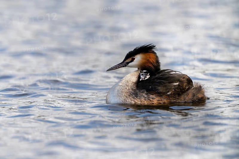 Great Crested Grebe (Podiceps scalloped ribbonfish), with chicks on its back, Vulkaneifel, Rhineland-Palatinate, Germany