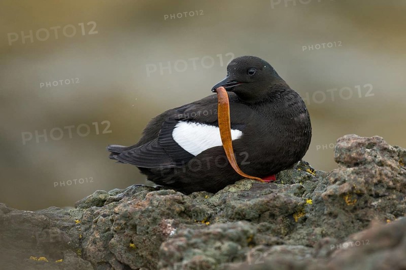 Black Guillemot (Cepphus grylle) perched on a rock, Iceland