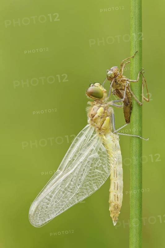 Libellenschlupf Blutrote Heidelibelle, Sympetrum sanguineum Dragonfly Hatch Ruddy Darter, Sympetrum sanguineum
