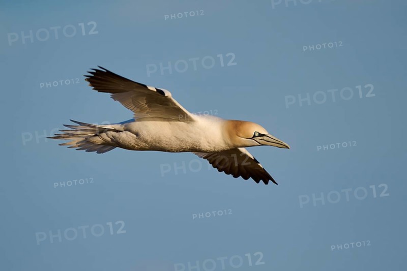Northern gannet (Morus bassanus) flying in the sky at sunset, wildlife, Helgoland, Germany