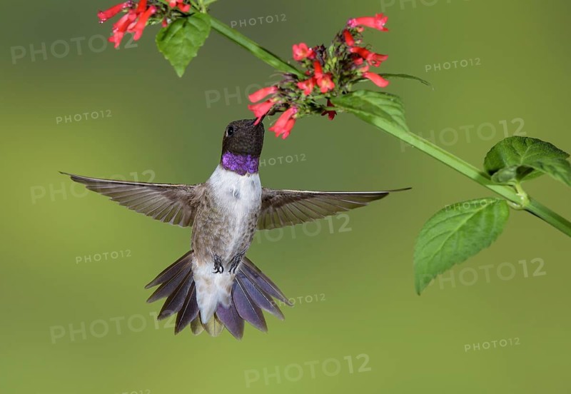 Black-chinned Hummingbird (Archilochus alexandri) feeding on flower nectar, Texas, USA