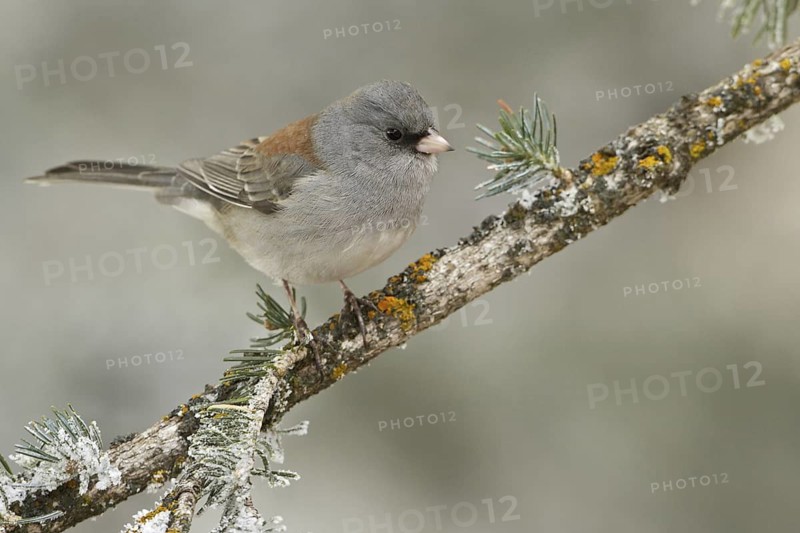 Grey-headed Junco (Junco hyemalis caniceps), New Mexico, USA
