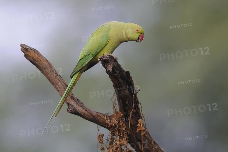 Rose-ringed Parakeet (Psittacula krameri), Keoladeo National Park, India