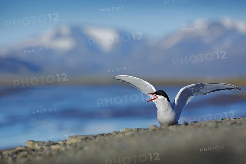 White bird with black cap, Arctic Tern, Sterna paradisaea, with Arctic landscape in background, Svalbard, Norway