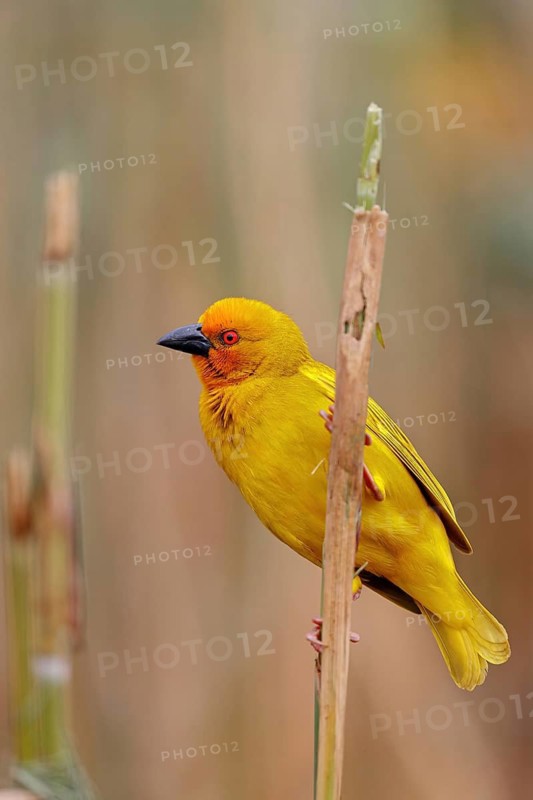 Eastern golden weaver (Ploceus subaureus), iSimangaliso Wetland Park, St. Lucia, KwaZulu-Natal, South Africa