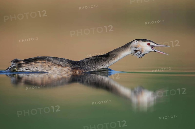 Great Crested Grebe (Podiceps cristatus), Thuringia, Germany