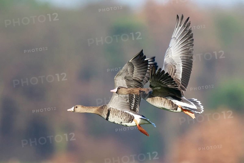 Greater White-fronted Goose (Anser albifrons) flying, North Rhine-Westphalia, Germany