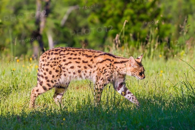 An adult serval, Leptailurus serval, runs across a green meadow