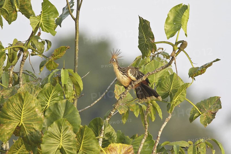 Hoatzin (Opisthocomus hoazin), Ecuador