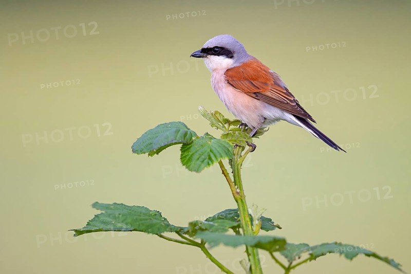 Red-backed shrike, red-backed shrike, thorn-backed shrike, family of shrikes, (Lanius collurio), male, Hockenheim, Baden-Württemberg, Germany
