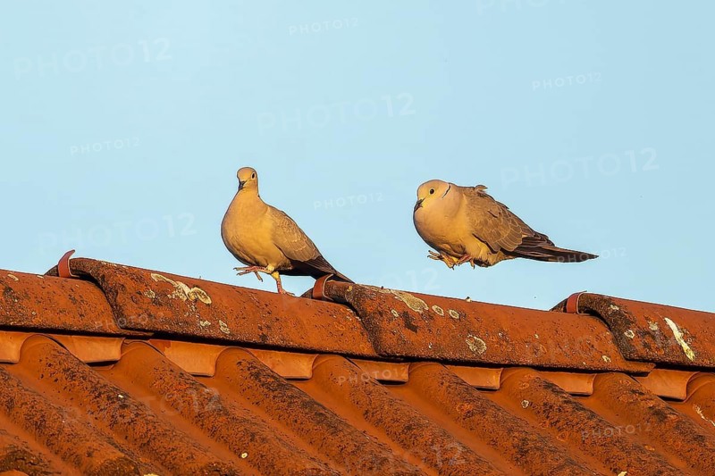 Two pigeons interacting on a tiled roof in diffuse blue light, Eurasian collared dove (Streptopelia decaocto), wildlife, Germany