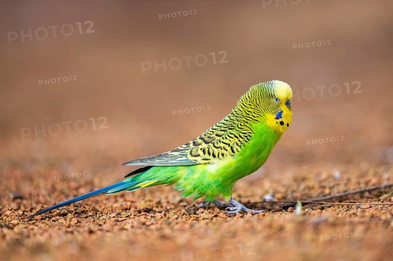 Budgerigar (Melopsittacus undulatus), walking on the ground, Bavaria, Germany