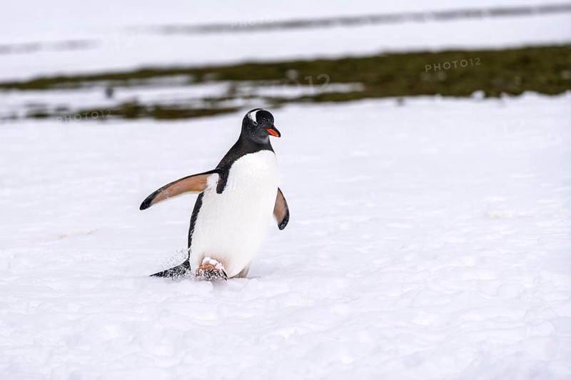 Gentoo penguin (Pygoscelis papua) running through snow with outstretched wings, coastal plain, South Georgia, South Atlantic