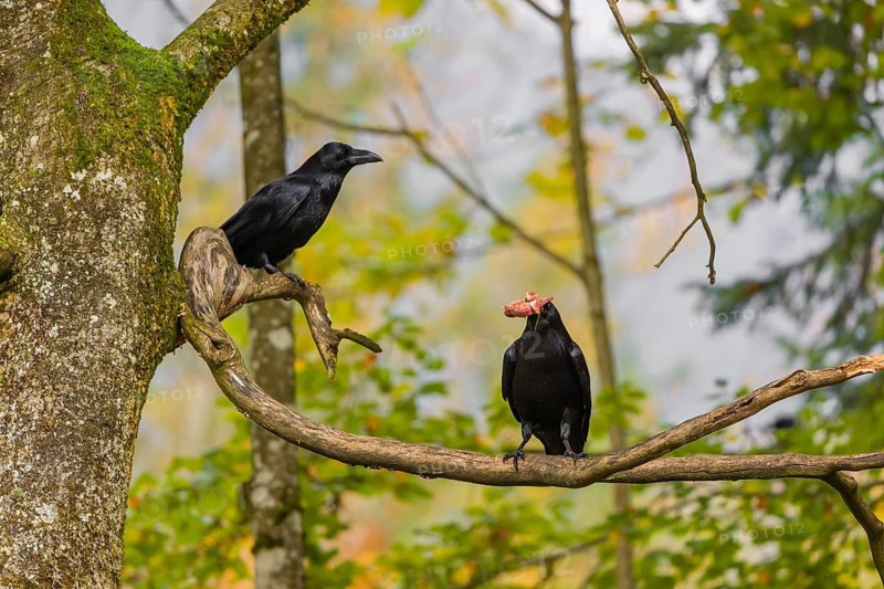 Two common raven (Corvus corax) sit in a tree, one eats a piece of meat