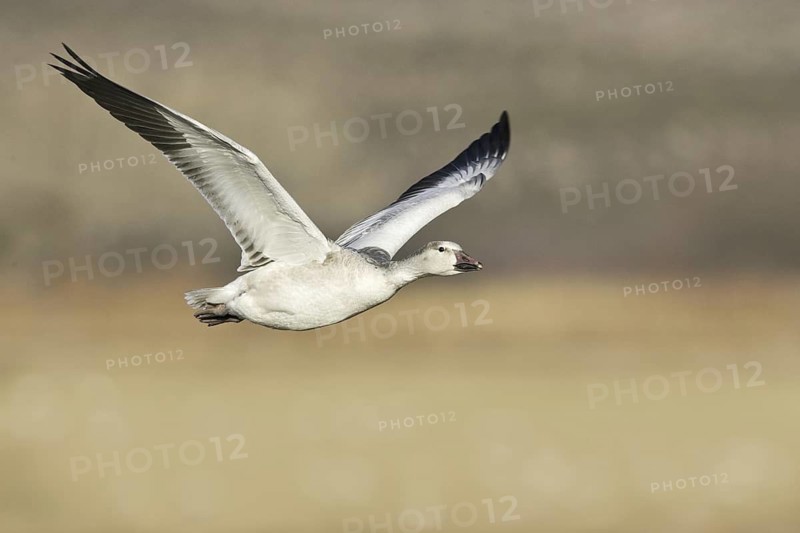 Snow Goose (Anser caerulescens), New Mexico, USA