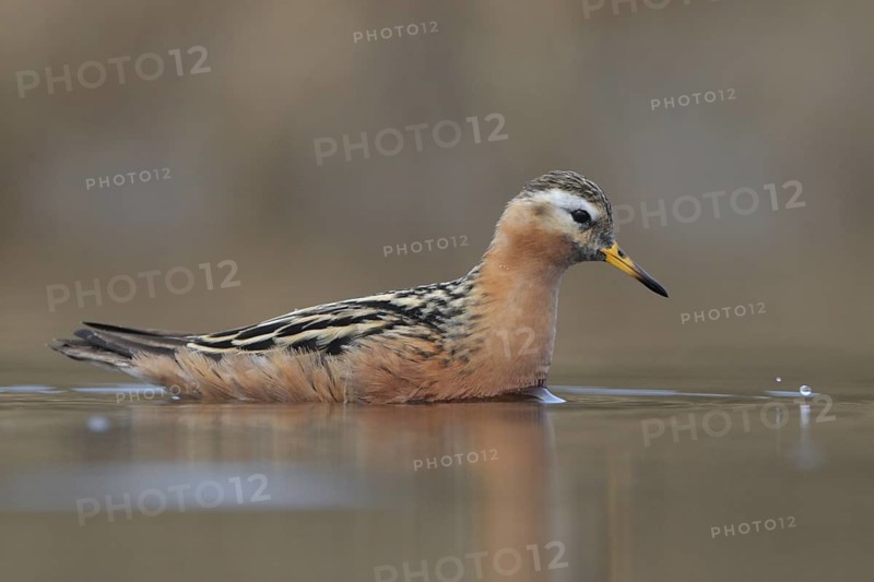 Red Phalarope (Phalaropus fulicarius), Alaska, USA